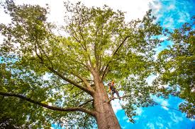 How Our Tree Care Process Works  in  Rolesville, NC