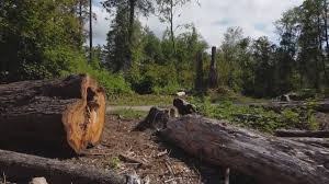 Best Lot and Land Clearing  in Rolesville, NC