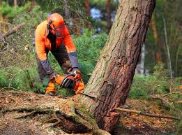 Best Tree Preservation Services  in Rolesville, NC