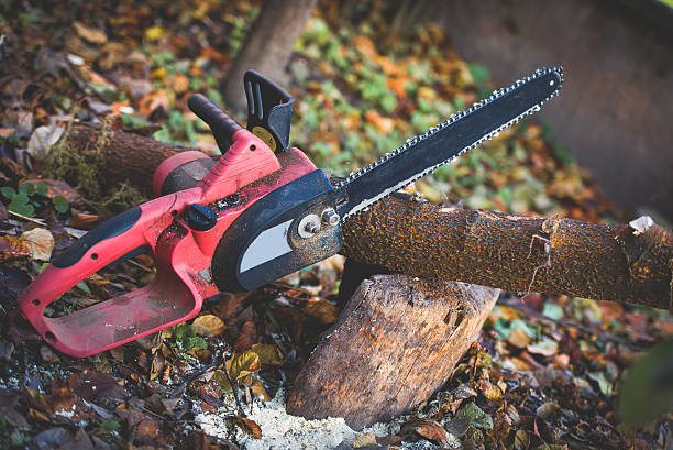 Best Leaf Removal  in Rolesville, NC